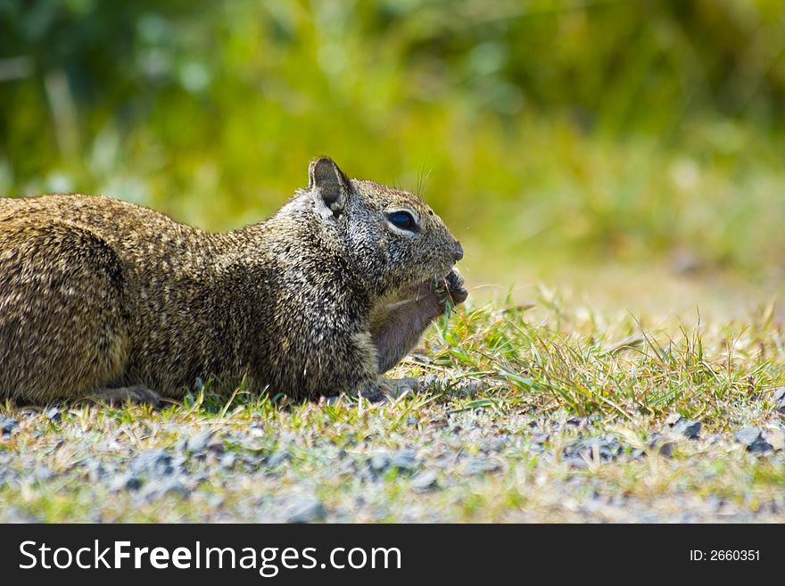 Tame ground squirrels in California