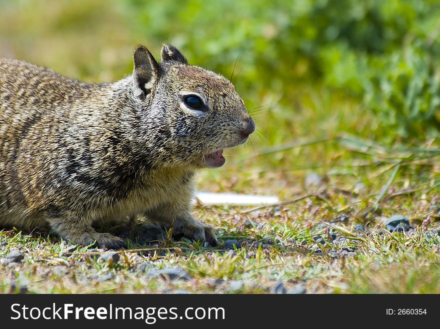 Tame ground squirrels in California