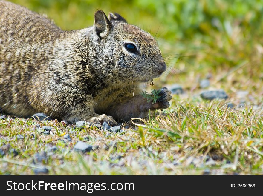 Tame ground squirrels in California