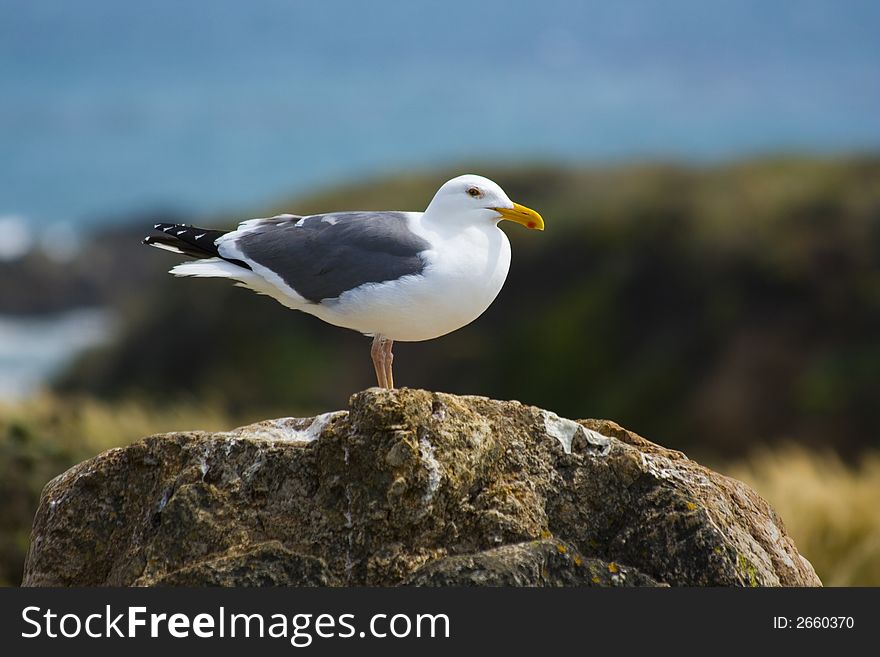 Seagull on the beach in California