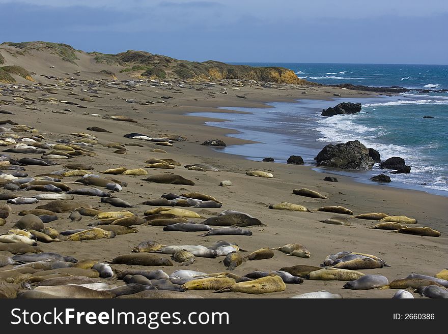 Elephant seal pups on the beach in Big Sur, California coast, USA