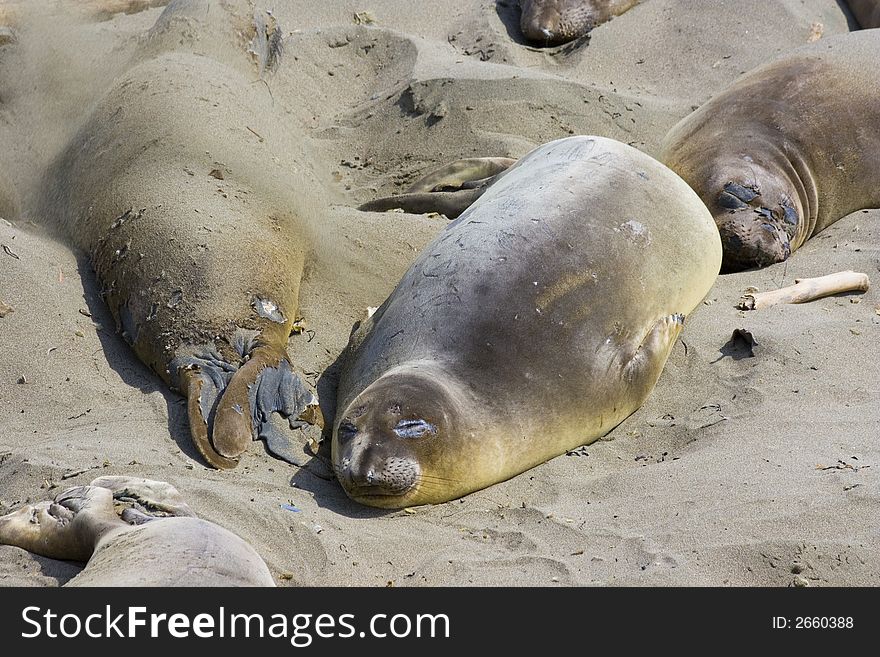 Elephant Seal Pups