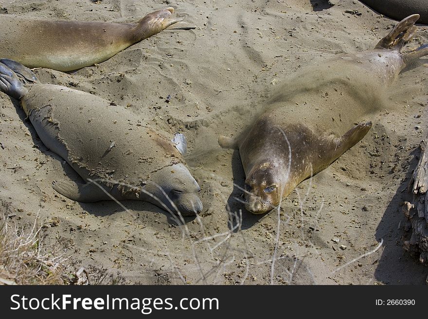 Elephant Seal Pups