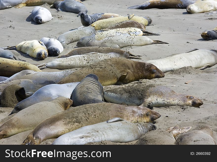 Elephant seal pups on the beach in Big Sur, California coast, USA