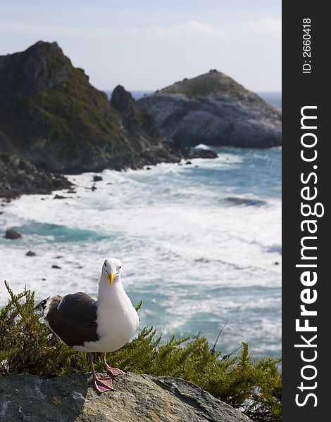 Seagull on the beach in California