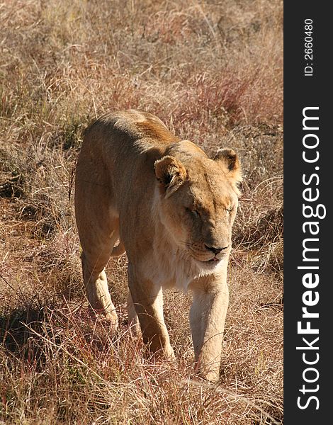 Lion on wildlife preserve, South Africa. Lion on wildlife preserve, South Africa