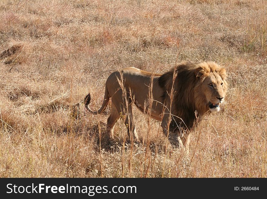 Lion on wildlife preserve, South Africa. Lion on wildlife preserve, South Africa