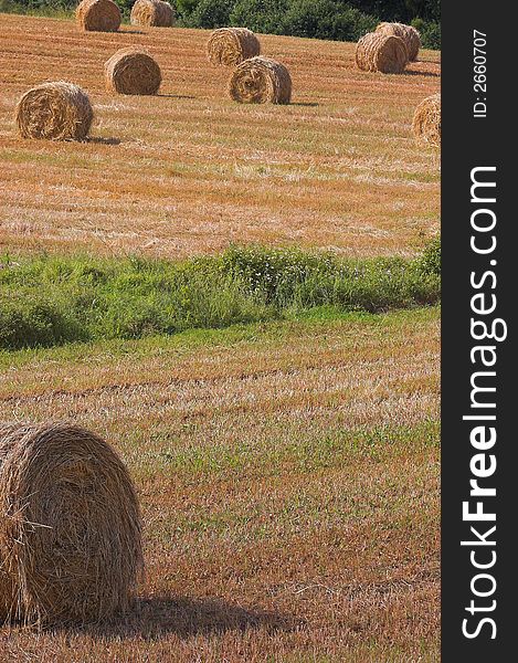 A field of hay balls in Tuscany. A field of hay balls in Tuscany