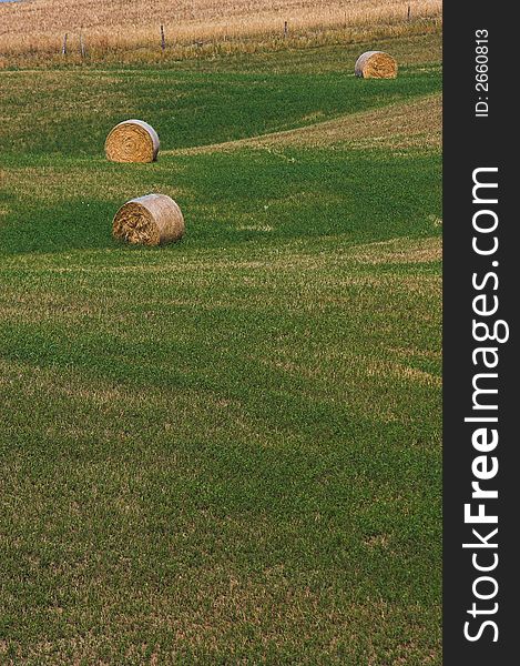 A field of hay balls in Tuscany. A field of hay balls in Tuscany