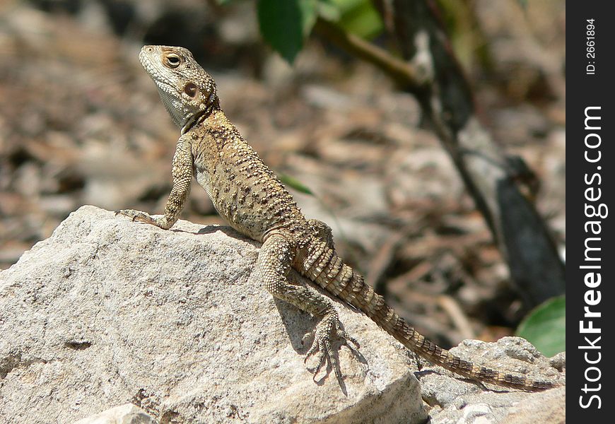 Brown lizard on stone closeup