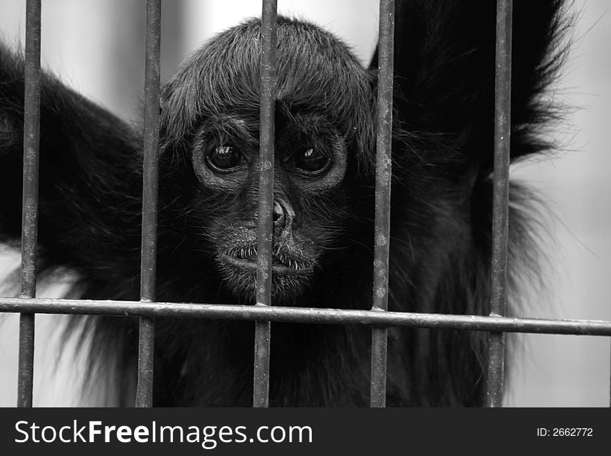 Black and white image of a gibbon monkey in a zoo. Black and white image of a gibbon monkey in a zoo