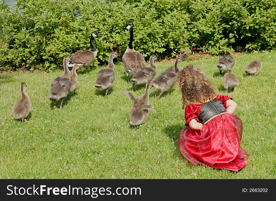 Young girl looking at the geese and their babies. Young girl looking at the geese and their babies