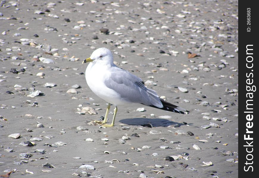 Albatross among seashells on beach. Myrtle Beach, SC