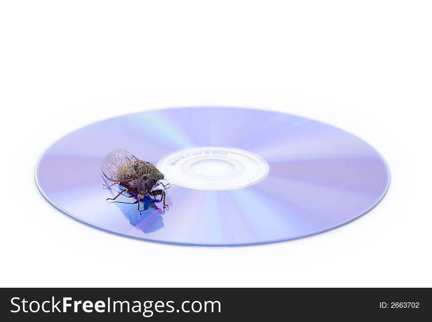 A Woodland Cicada, Platypedia species, on a CD isolated on a white background. A Woodland Cicada, Platypedia species, on a CD isolated on a white background