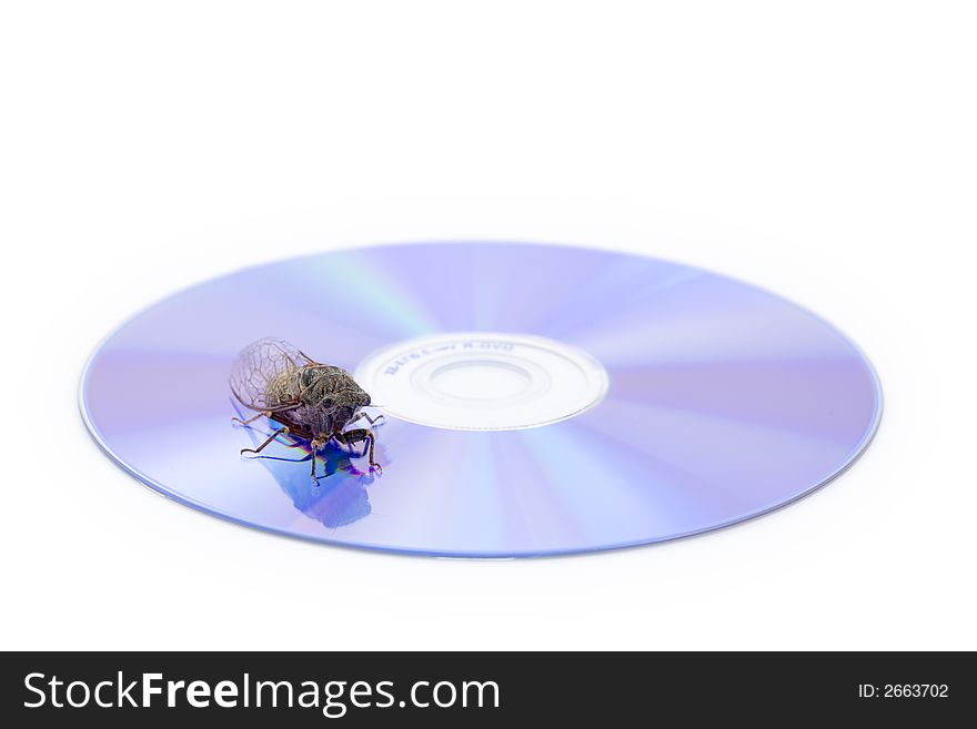 Cicada On CD