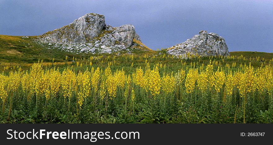 Yellow flowers in spring on the mountain