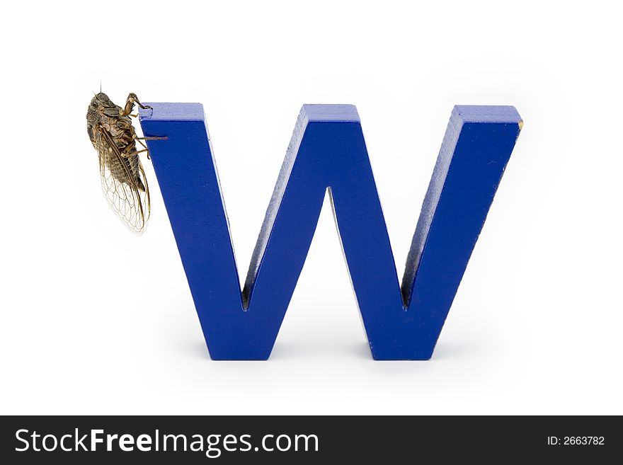 A Woodland Cicada, Platypedia species, on the letter W isolated on a white background. A Woodland Cicada, Platypedia species, on the letter W isolated on a white background