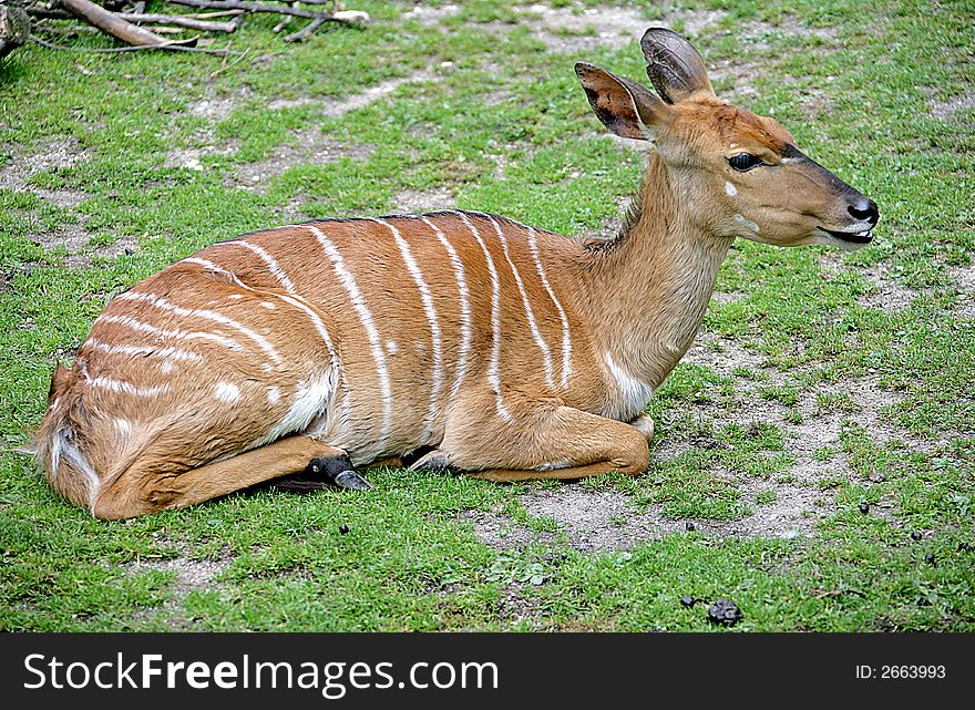 View of nyala antelope female. View of nyala antelope female