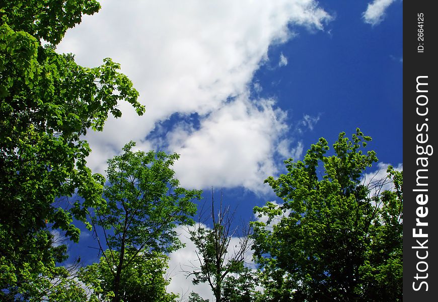 Blue sky with clouds framed by trees. Blue sky with clouds framed by trees