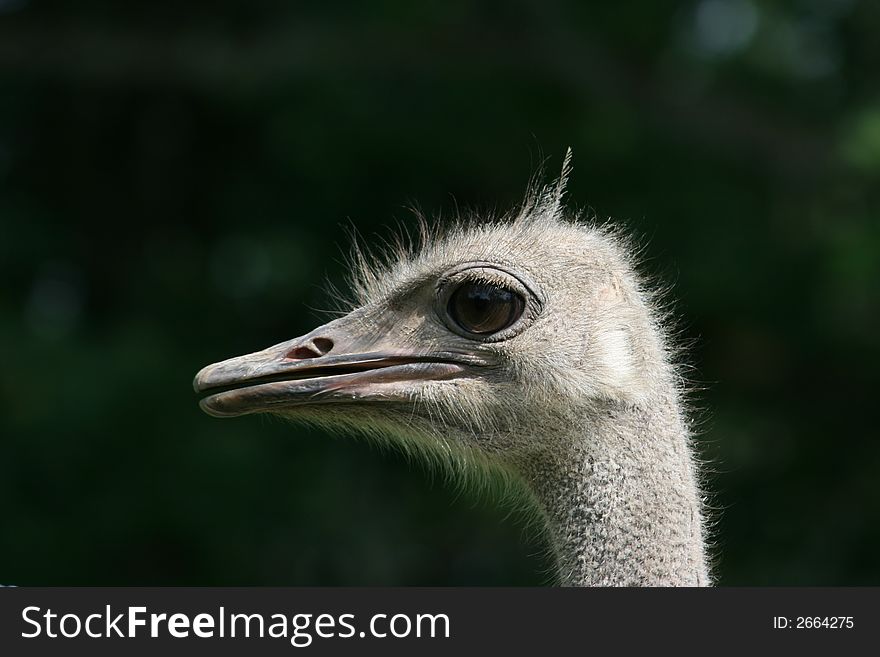 Ostrich head on the dark green background