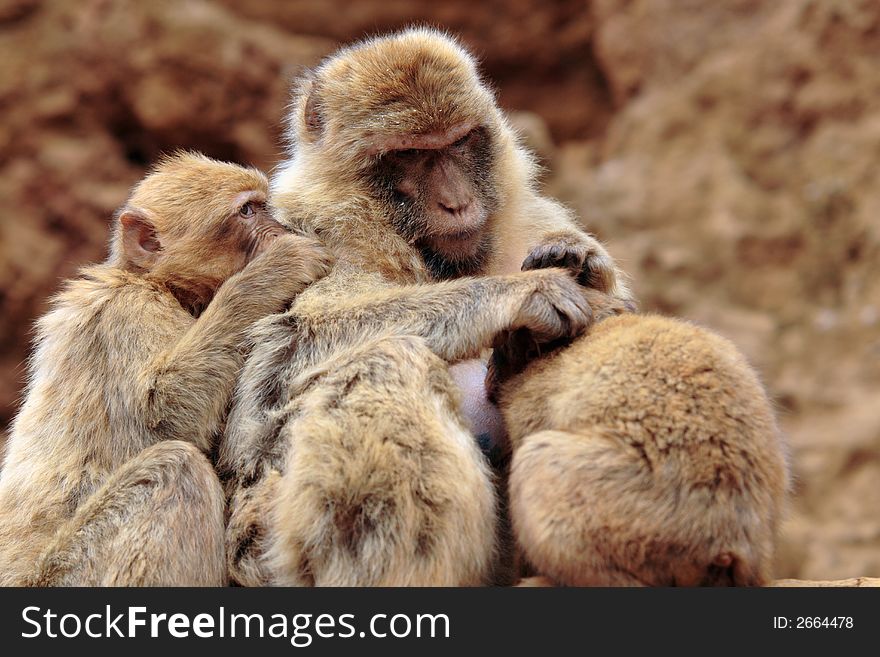 A female monkey is giving suck her brood. A female monkey is giving suck her brood