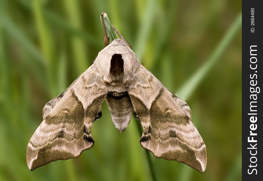Eyed Hawk-moth night butterfly slipping  on the grass