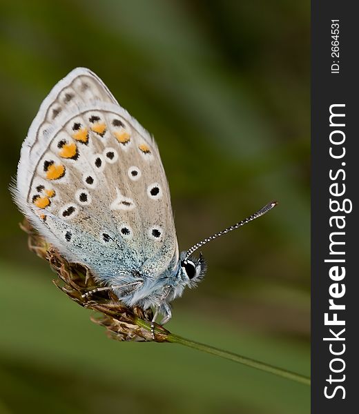 Common Blue butterfly sitting on the grass