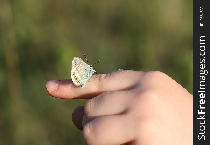 Common Blue butterfly sitting on a finger of little girl. Common Blue butterfly sitting on a finger of little girl