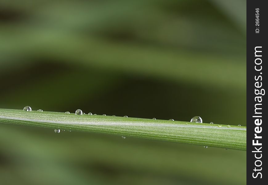 Rain drops on the grass. Rain drops on the grass