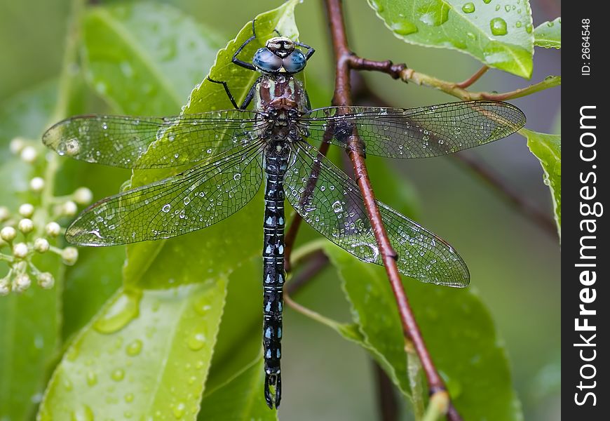 Hairy Dragonfly with rain drops on the wings