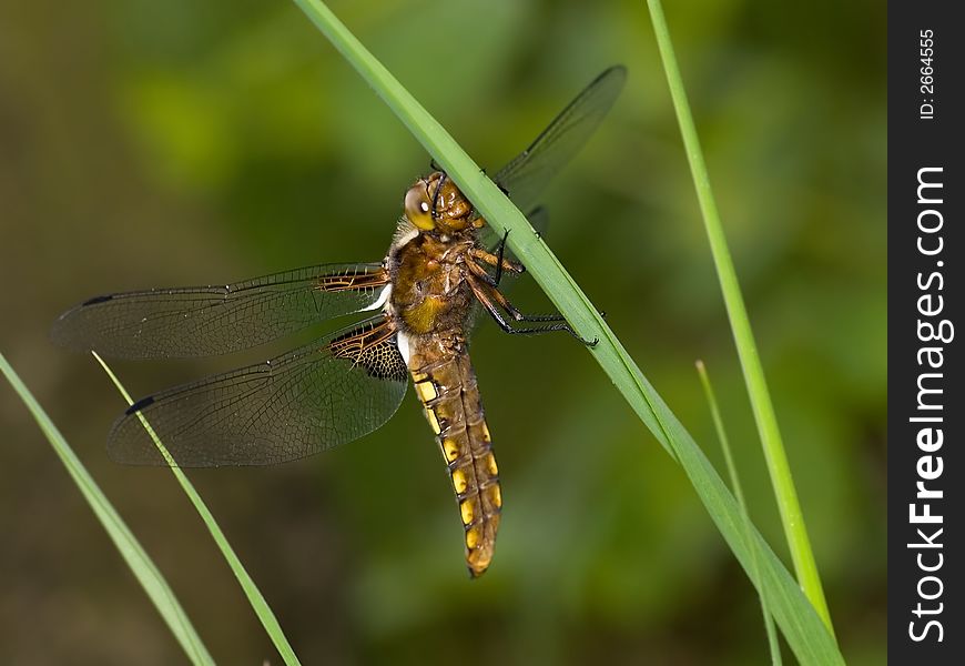 Yellow dragonfly female on green grass