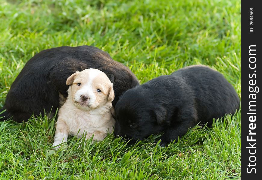Three cute puppies brothers on green grass