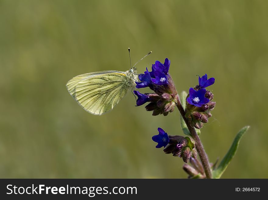 Cabbage butterfly sitting on blue flower