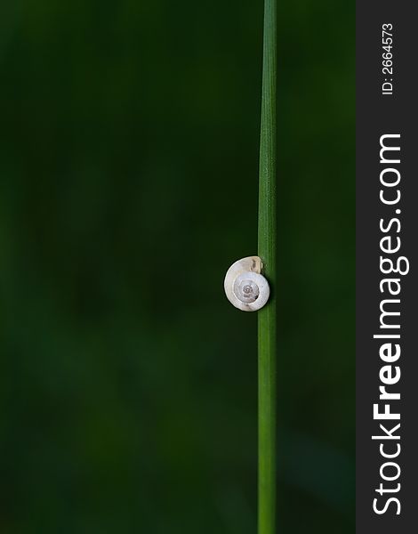 White shell of snail on green grass