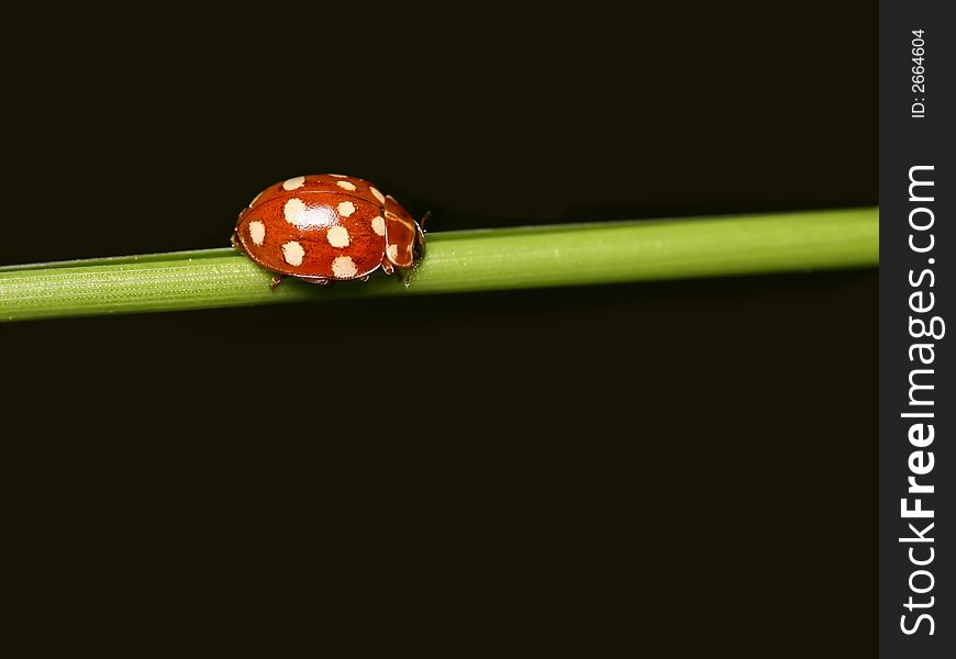 Ladybug with white points on green grass