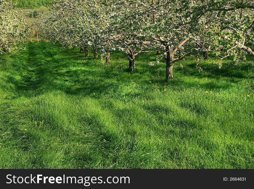 Apple blossoms in the orchards. Apple blossoms in the orchards