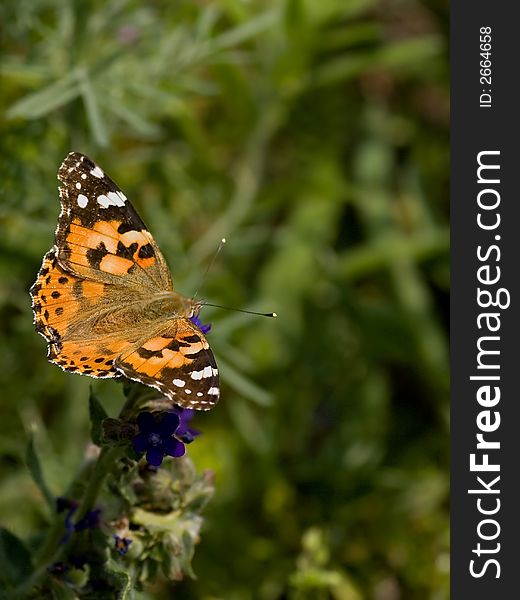 Painted Lady beautifull colour butterfly