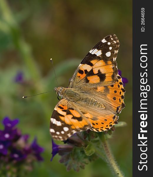 Painted Lady beautifull colour butterfly