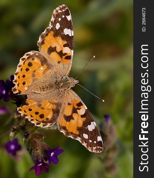 Painted Lady beautifull colour butterfly