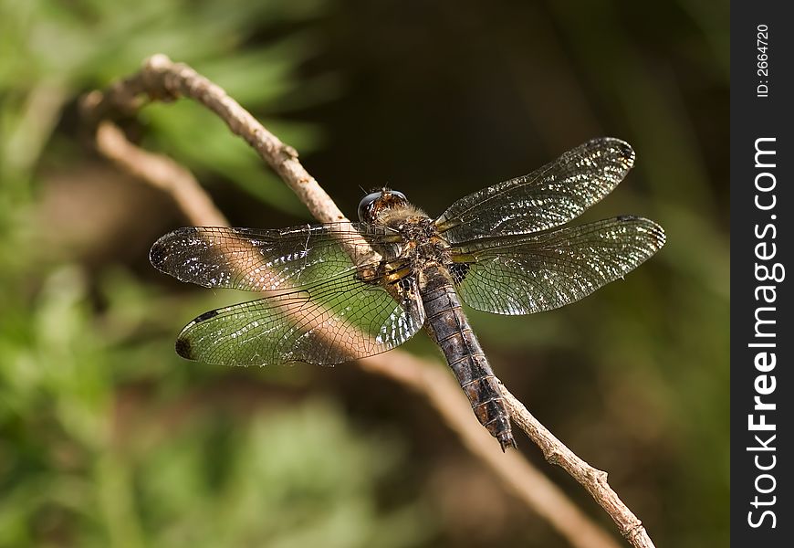 Scarce chaser dragonfly female on the  grass