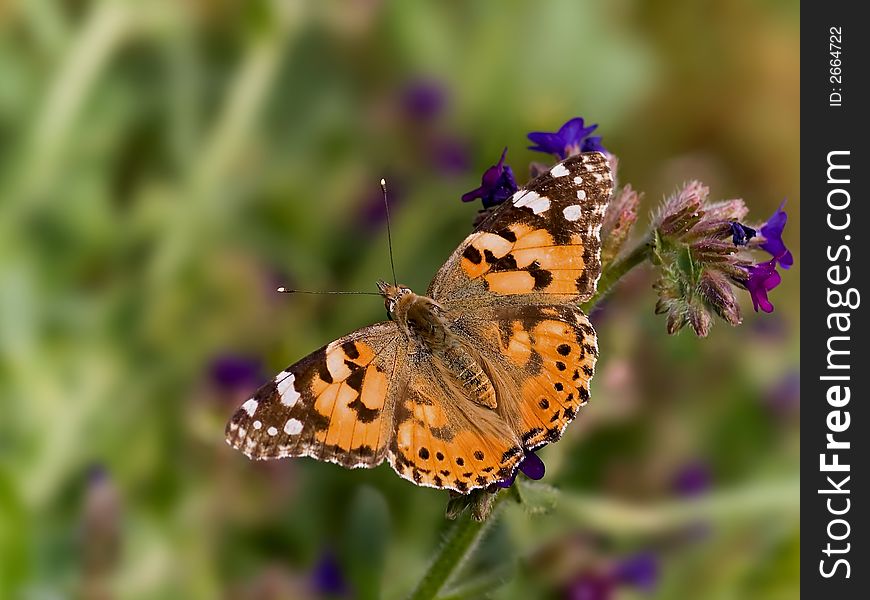 Painted Lady beautifull colour butterfly