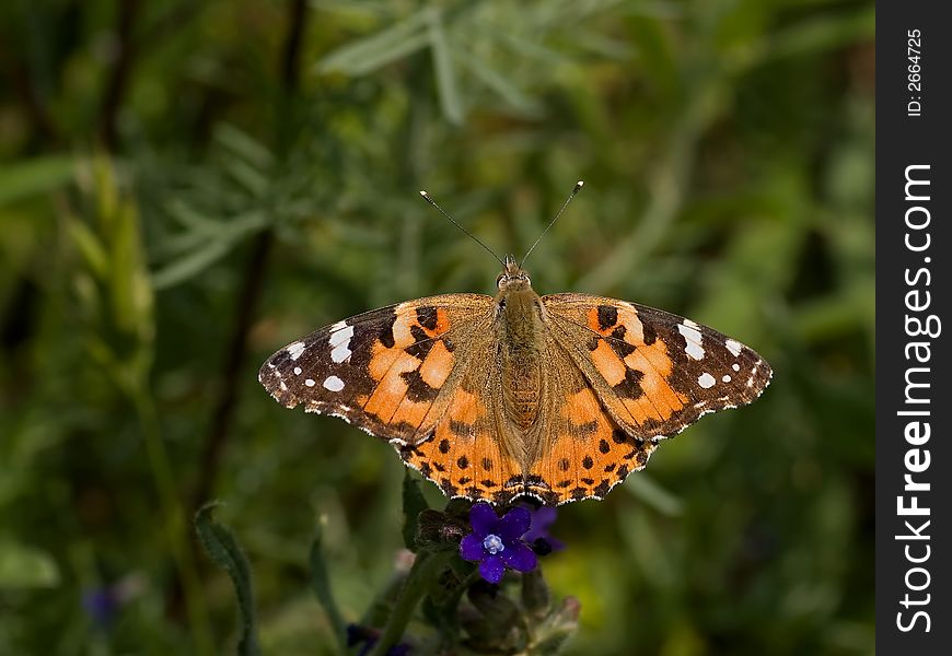 Painted Lady beautifull colour butterfly