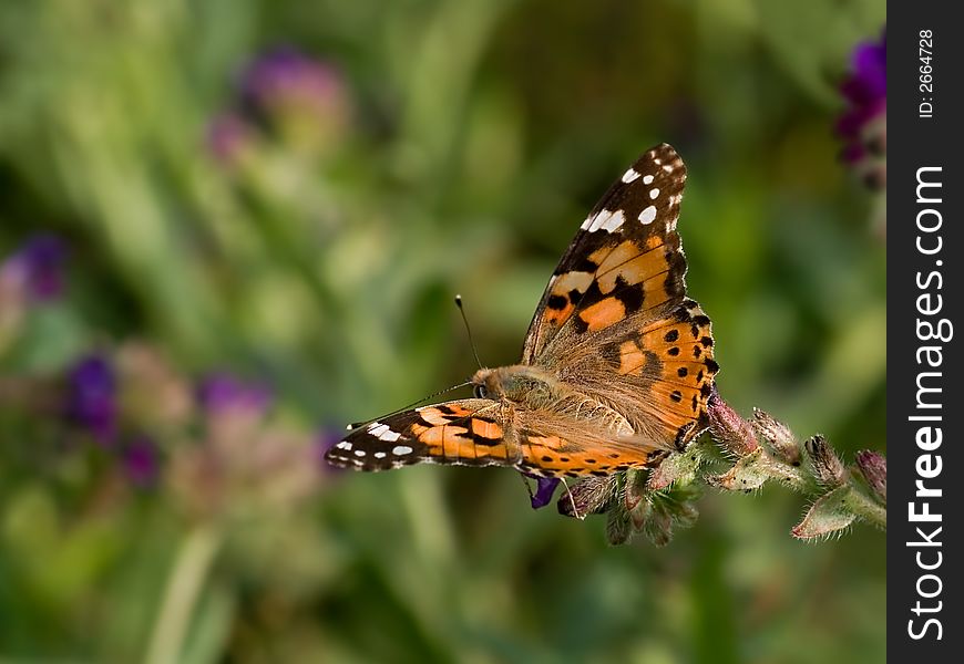 Painted Lady beautifull colour butterfly