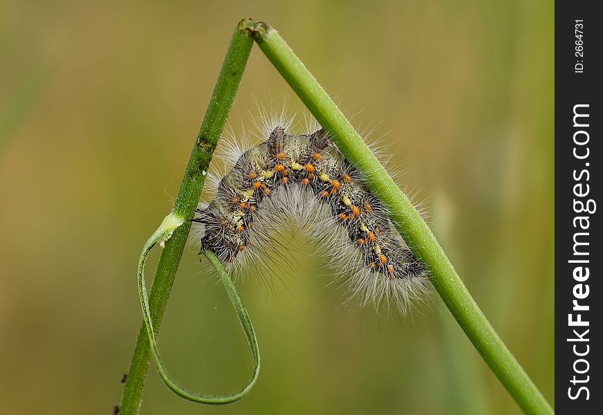 Hairy colour caterpillar  on the grass