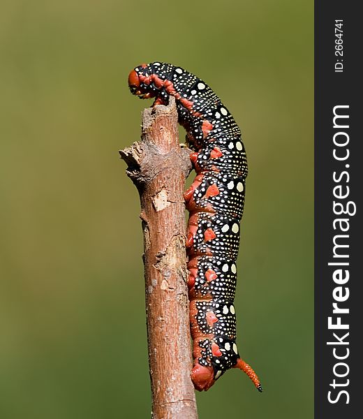 Spurge Hawk-moth caterpillar,  red  form