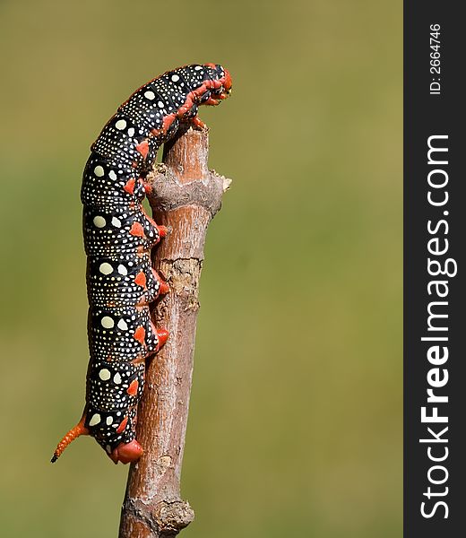 Spurge Hawk-moth caterpillar, red form