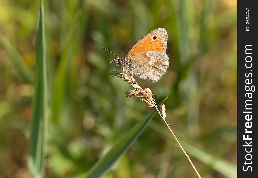 Small Heath butterfly on the grass