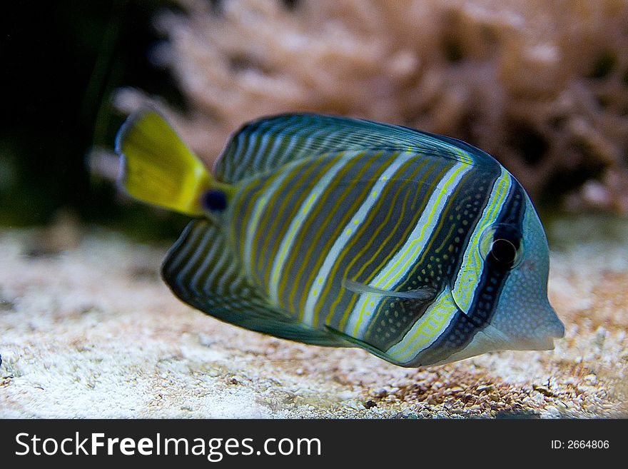 Beautiful tropical fish in aquarium. Beautiful tropical fish in aquarium