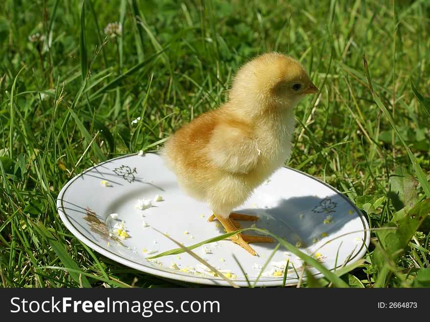 Chicken on a plate