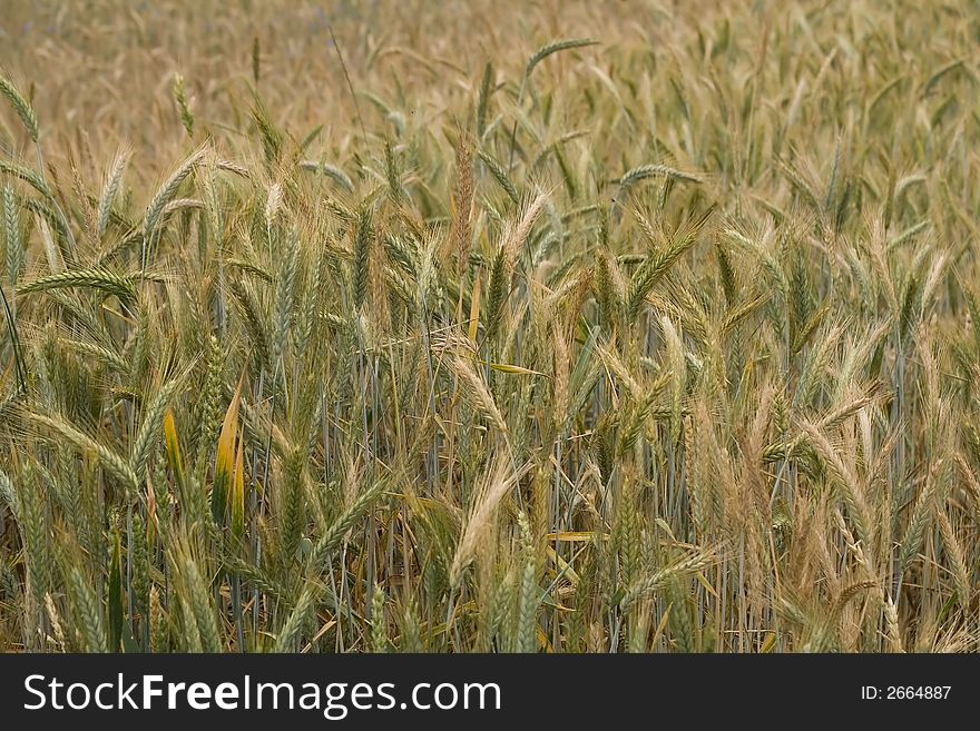 Wheat field with green and  gold stalks